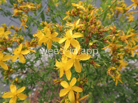 St. Johnswort, common